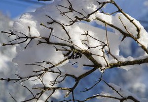 漠河下雪了，中国最北城市与雪共舞