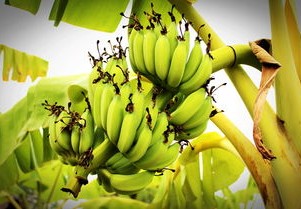 湛江之痛，台风肆虐下的香蕉林悲剧
