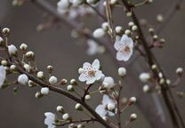 武汉樱花变冰糖葫芦，一场美丽的科技与自然的融合