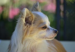 萌动的瞬间，揭秘宠物狗狗的五彩斑斓生活——镜头下的犬界小精灵