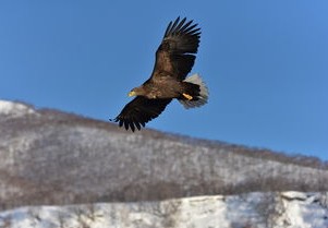 老鹰为什么摆烂_冯宇分析解读_83.96.36