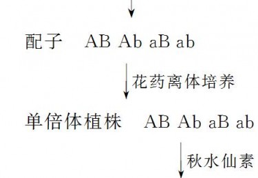 单倍体育种获得的是单倍体吗