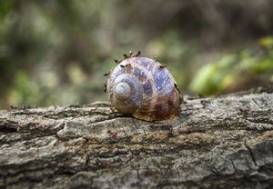 探索奇异果，下载与安装指南