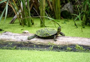 河南一地发现外来入侵物种，警惕生态安全防线