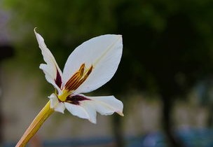 河北疫情新动态，新增确诊病例背后的数据与影响
