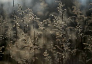 为什么大师赛没有草地_许静分析解读_30.70.39