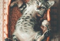 母女家中养超20只猫引发恶臭扰邻事件