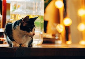 谁信啊？肇事逃逸的居然是一辆猫？