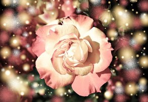 刘亦菲也想去看冰封黄玫瑰，一场梦幻与现实的奇妙交织