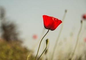 江苏疫情新动态，新增本土确诊病例2例的深入解析与应对策略