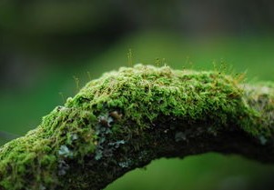 揭秘3.6亿年前的神奇树种，恐龙时代的绿色宝藏