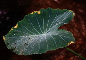 医生回应男孩误食滴水观音，警惕植物与食品混淆