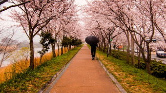 激战樱花巷，樱花对决，大阪樱花VS川崎前锋，绿叶与红钻的较量！